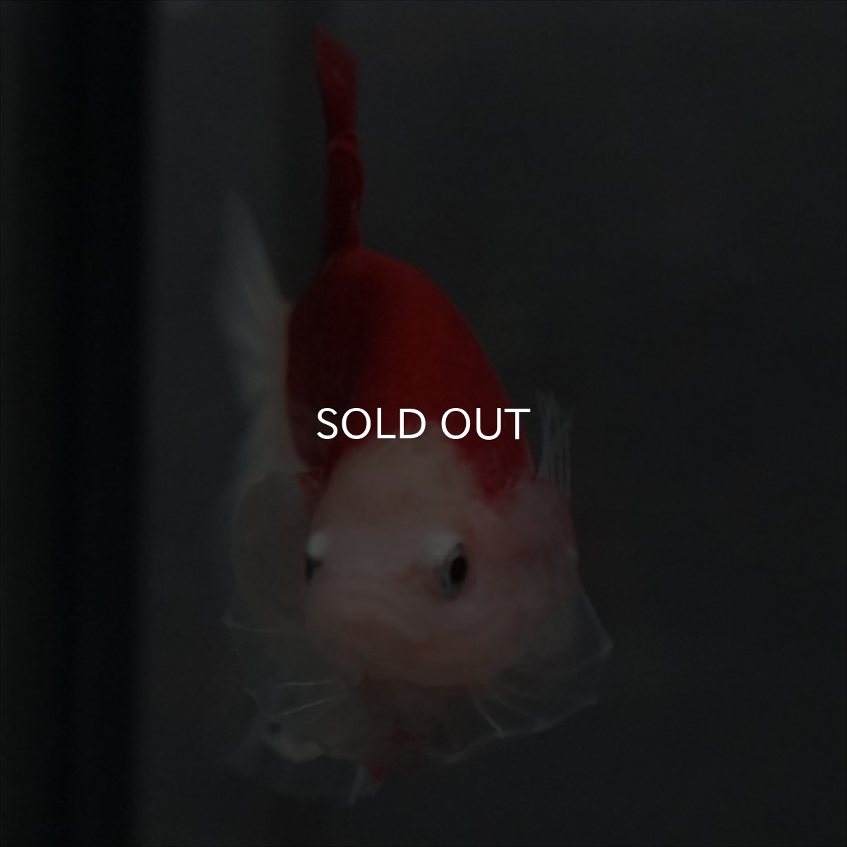 画像12: GHMPK　紅白　クリアフィン (12)