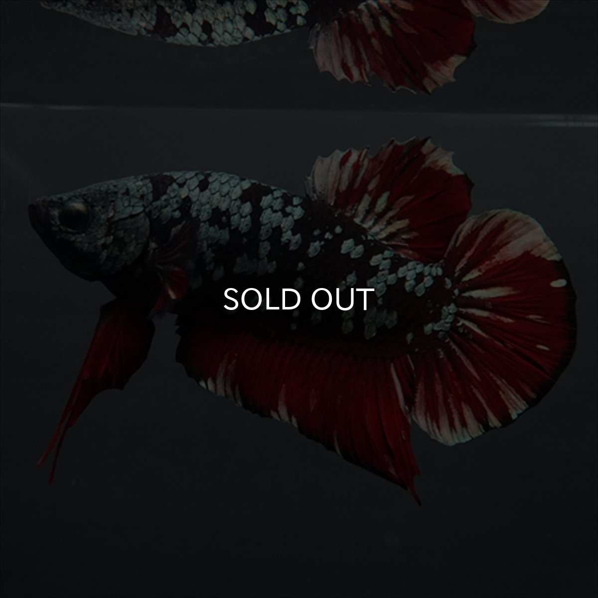 画像2: GHMPK　ブラックカッパースター (2)