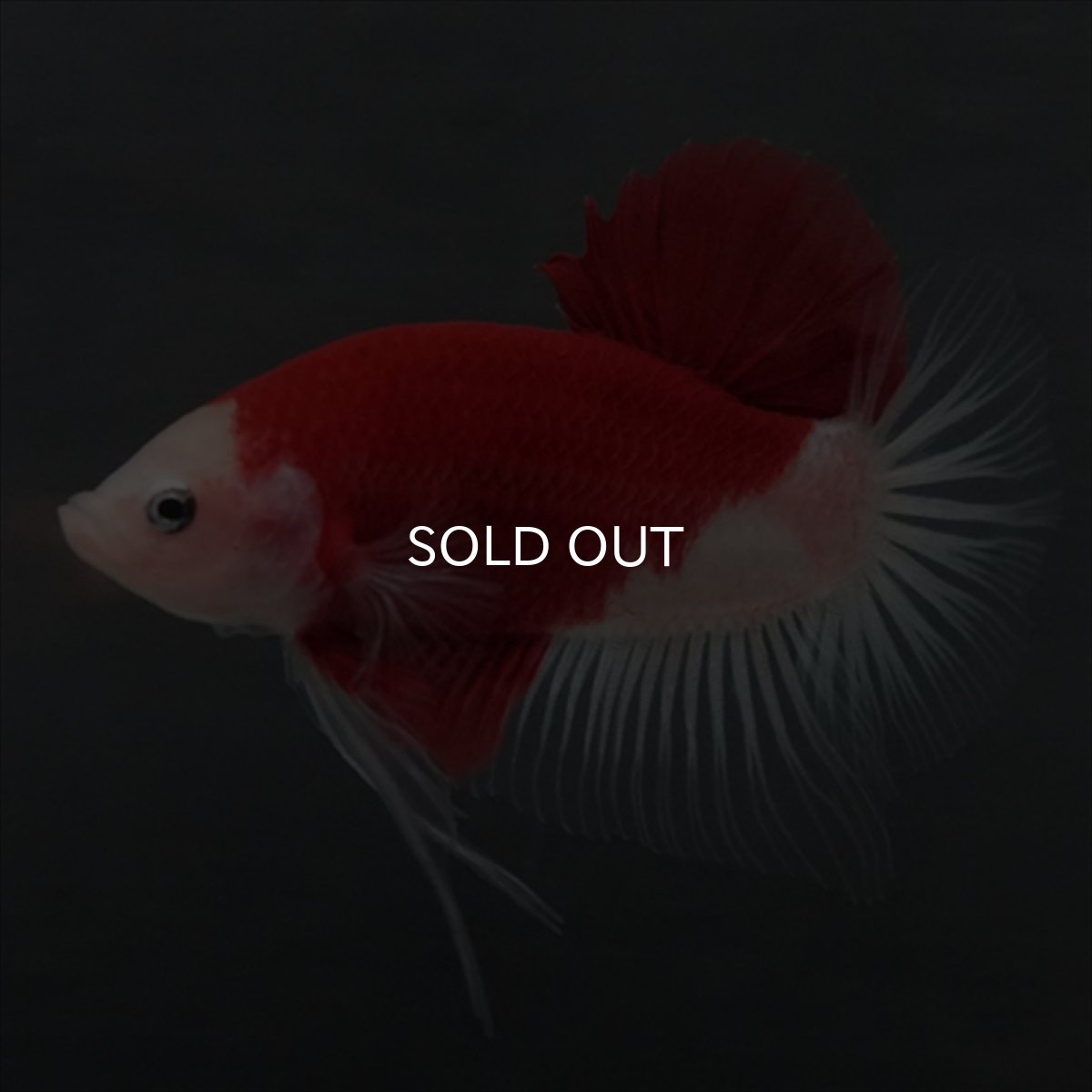 画像1: GHMPK　紅白　クリアフィン (1)