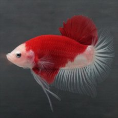 画像1: GHMPK　紅白　クリアフィン (1)