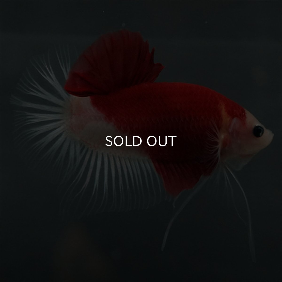 画像3: GHMPK　紅白　クリアフィン (3)