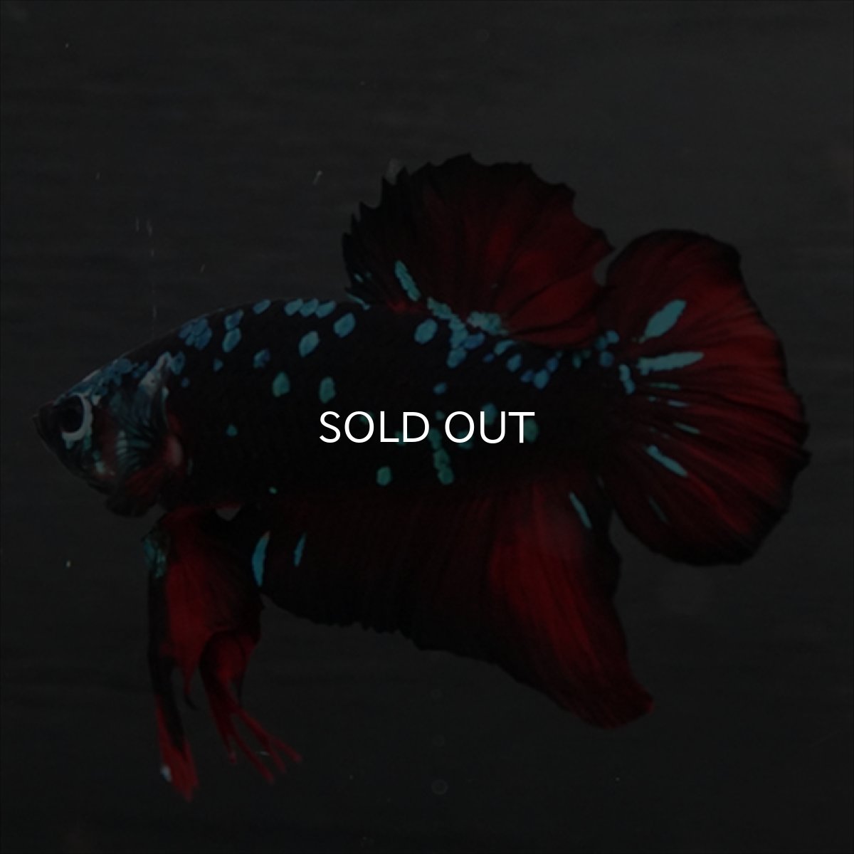 画像4: GHMPK　ブラックスター (4)