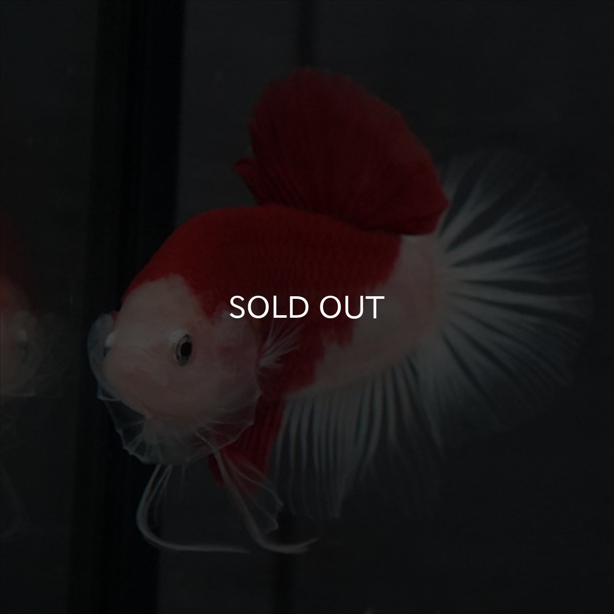 画像2: GHMPK　紅白　クリアフィン (2)