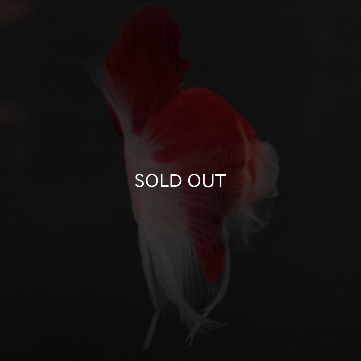 画像10: GHMPK　紅白　クリアフィン (10)