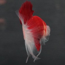 画像10: GHMPK　紅白　クリアフィン (10)