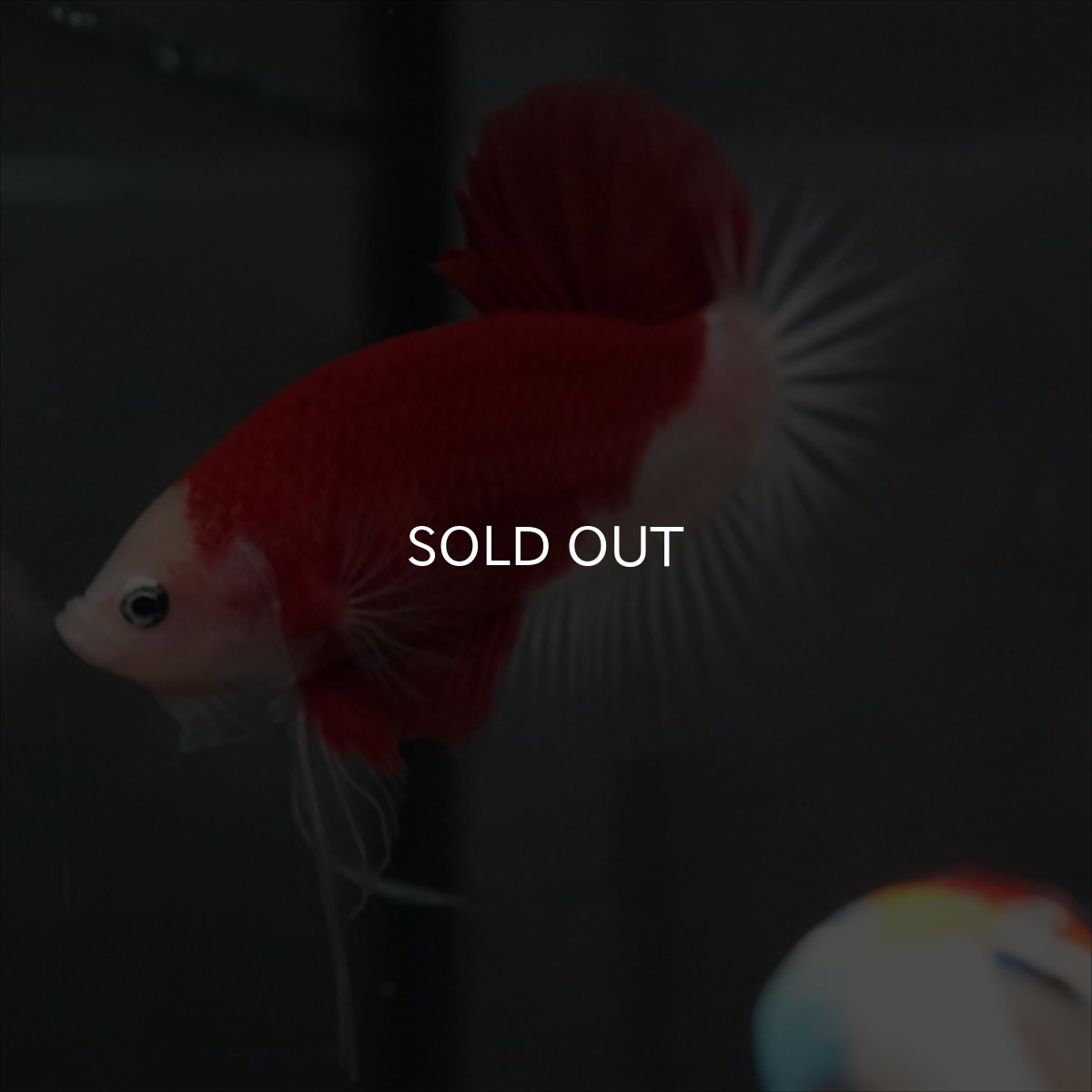 画像9: GHMPK　紅白　クリアフィン (9)