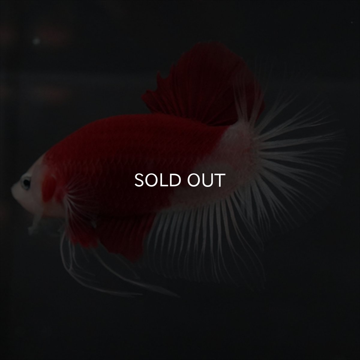 画像8: GHMPK　紅白　クリアフィン (8)