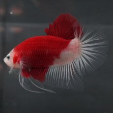 画像8: GHMPK　紅白　クリアフィン (8)