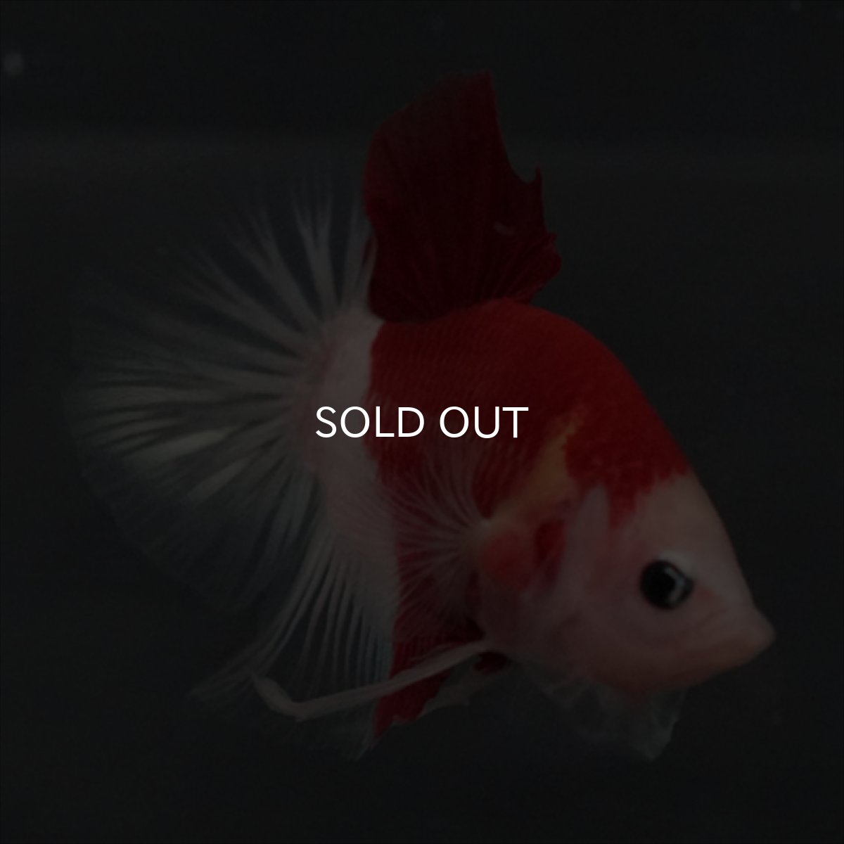 画像6: GHMPK　紅白　クリアフィン (6)