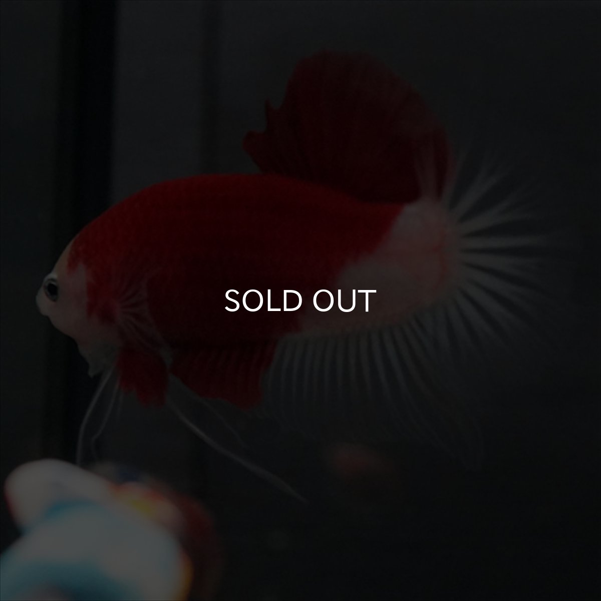 画像4: GHMPK　紅白　クリアフィン (4)