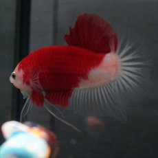画像4: GHMPK　紅白　クリアフィン (4)