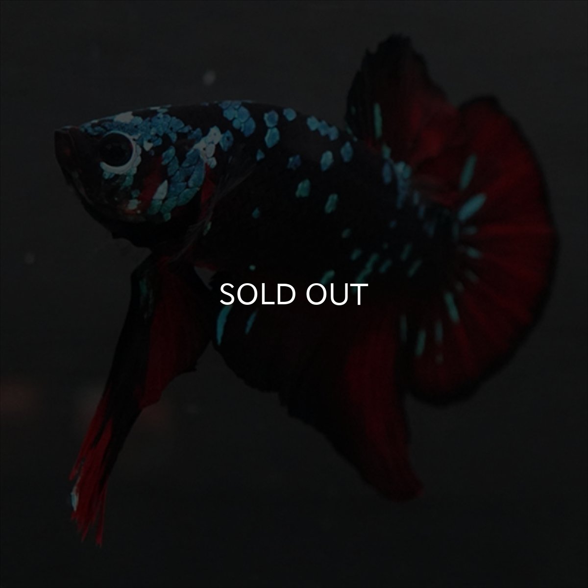 画像3: GHMPK　ブラックスター (3)