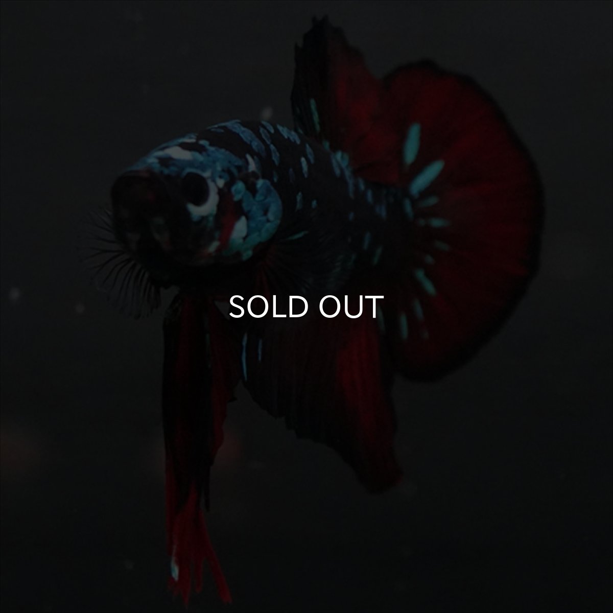 画像2: GHMPK　ブラックスター (2)