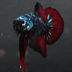 画像2: GHMPK　ブラックスター (2)