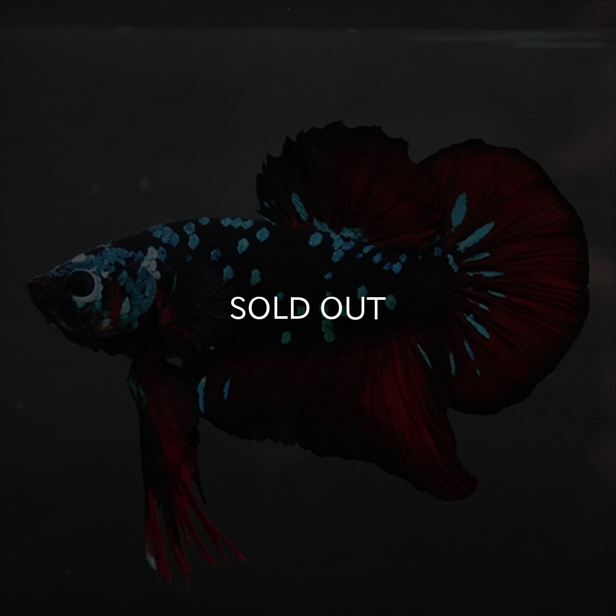 画像1: GHMPK　ブラックスター (1)