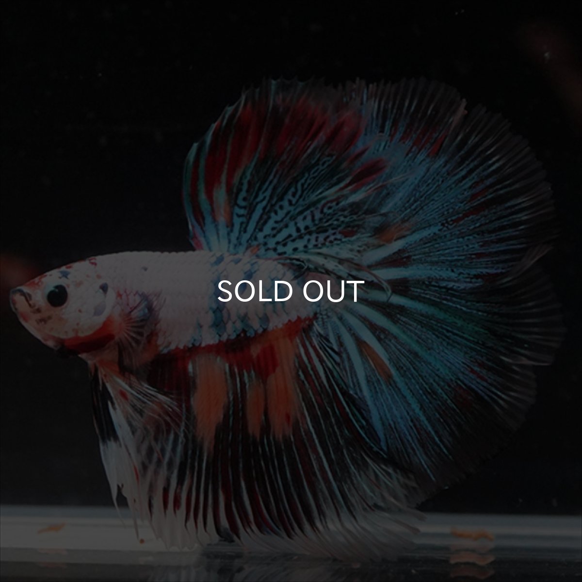 画像9: HM　キャンディレインボー (9)