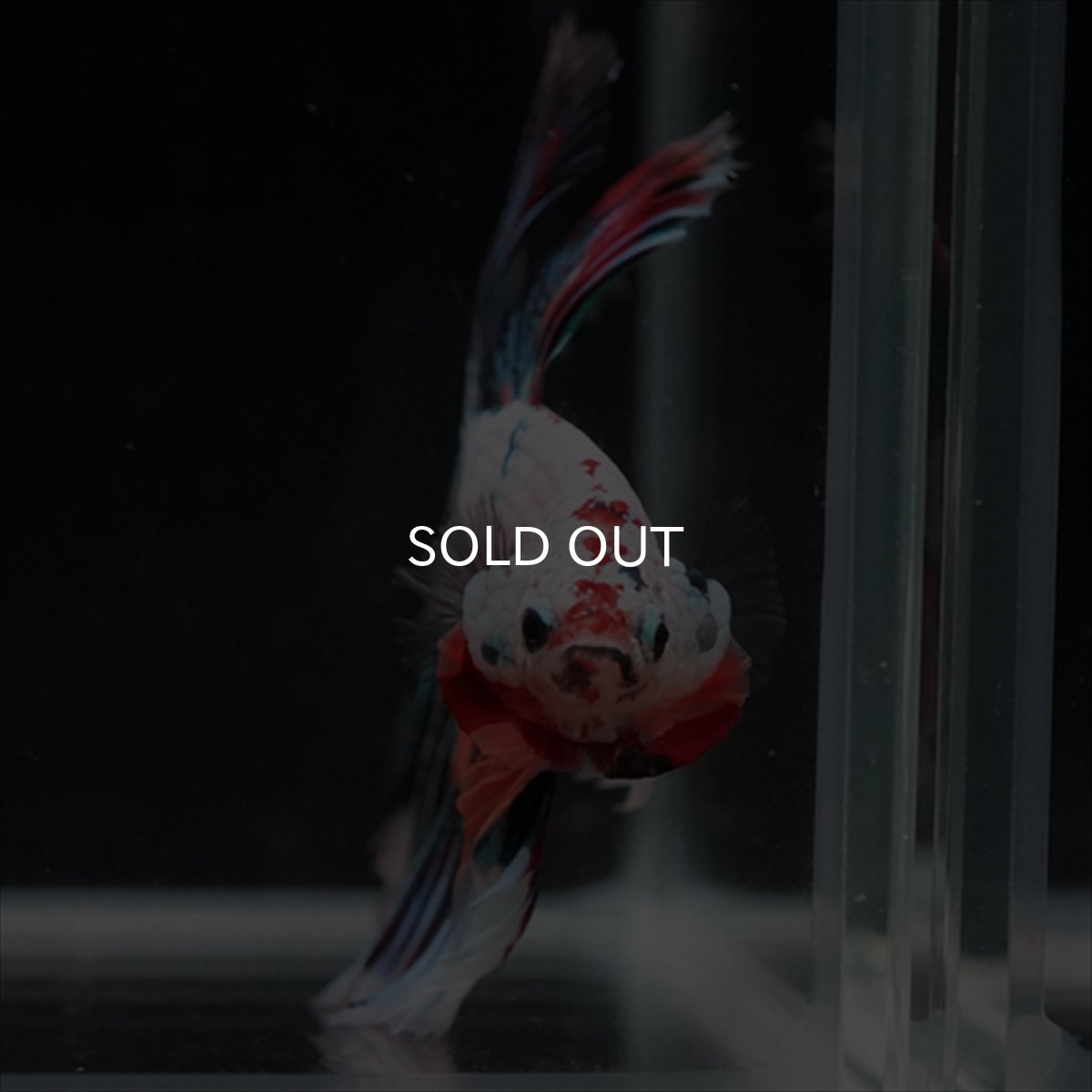 画像8: HM　キャンディレインボー (8)