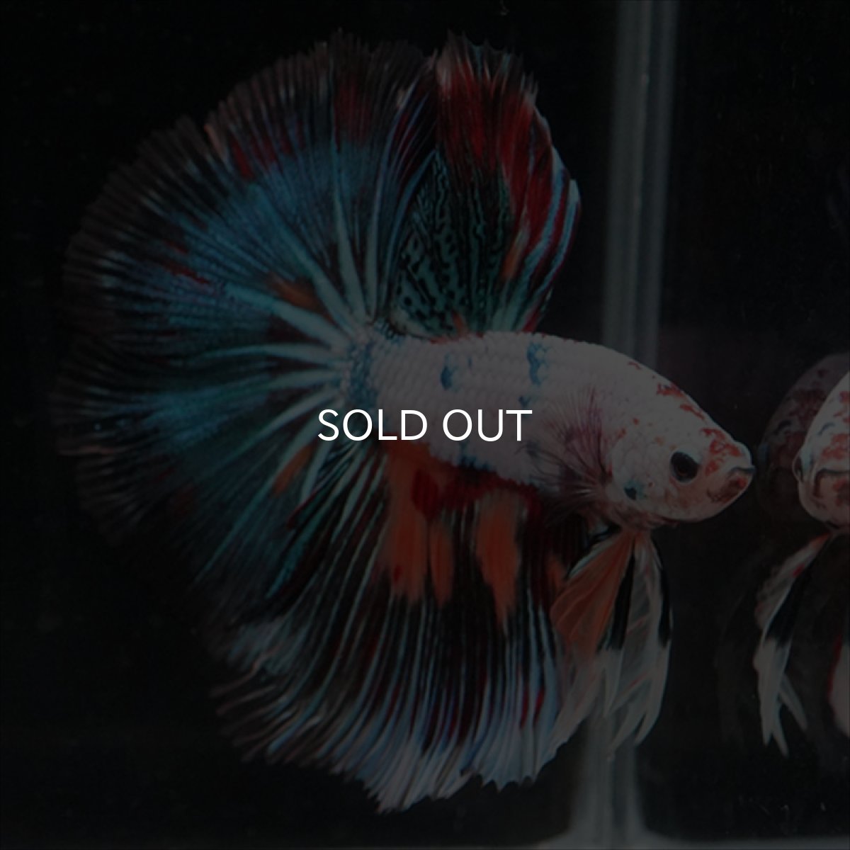 画像2: HM　キャンディレインボー (2)