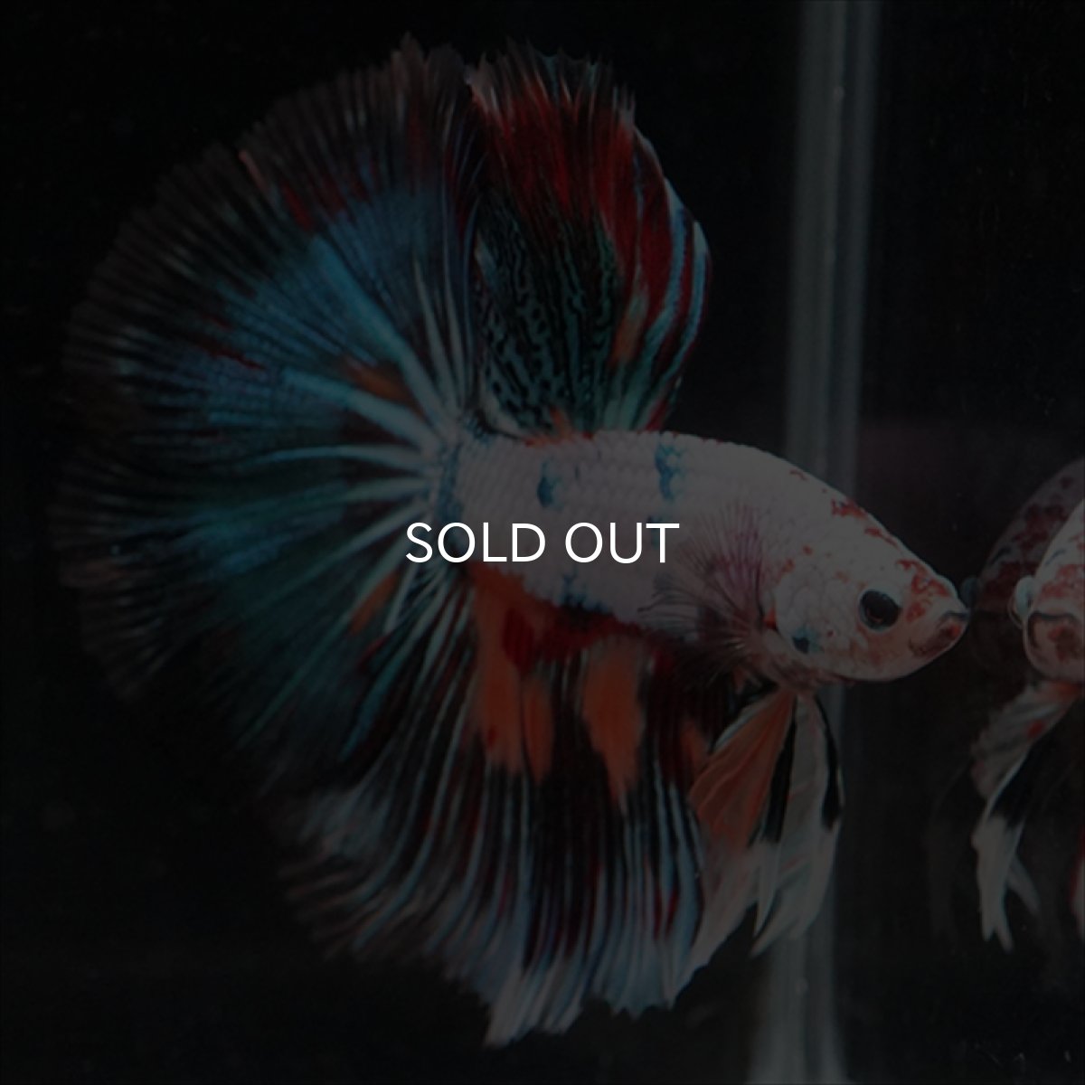 画像4: HM　キャンディレインボー (4)