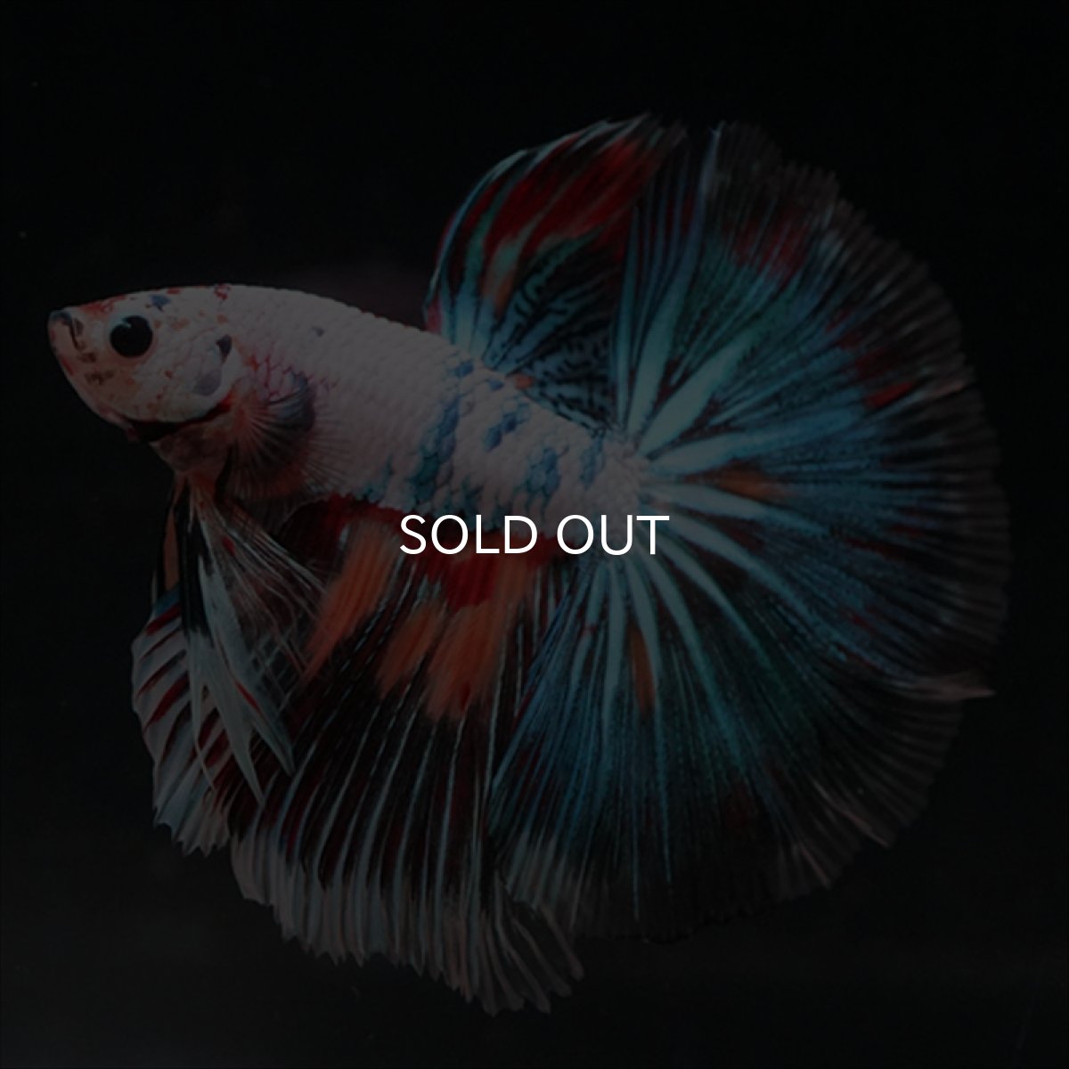 画像7: HM　キャンディレインボー (7)