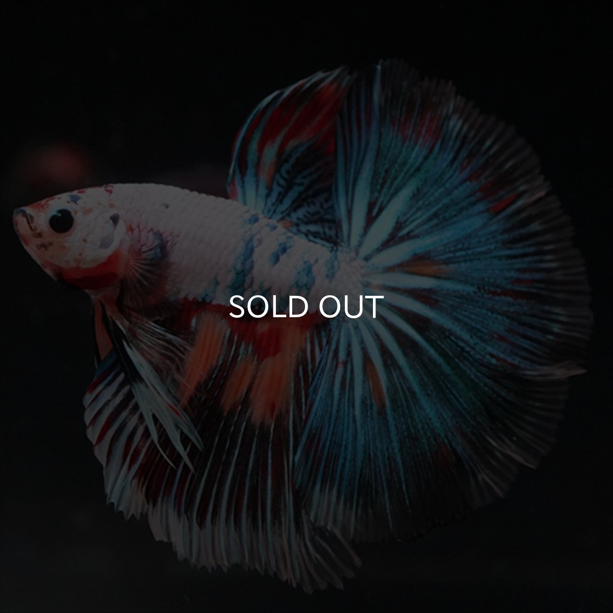 画像1: HM　キャンディレインボー (1)