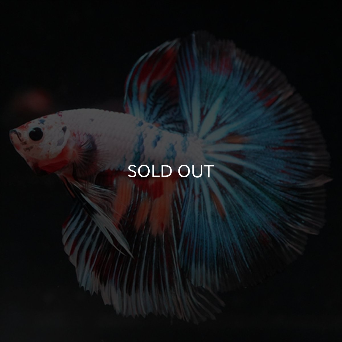 画像6: HM　キャンディレインボー (6)