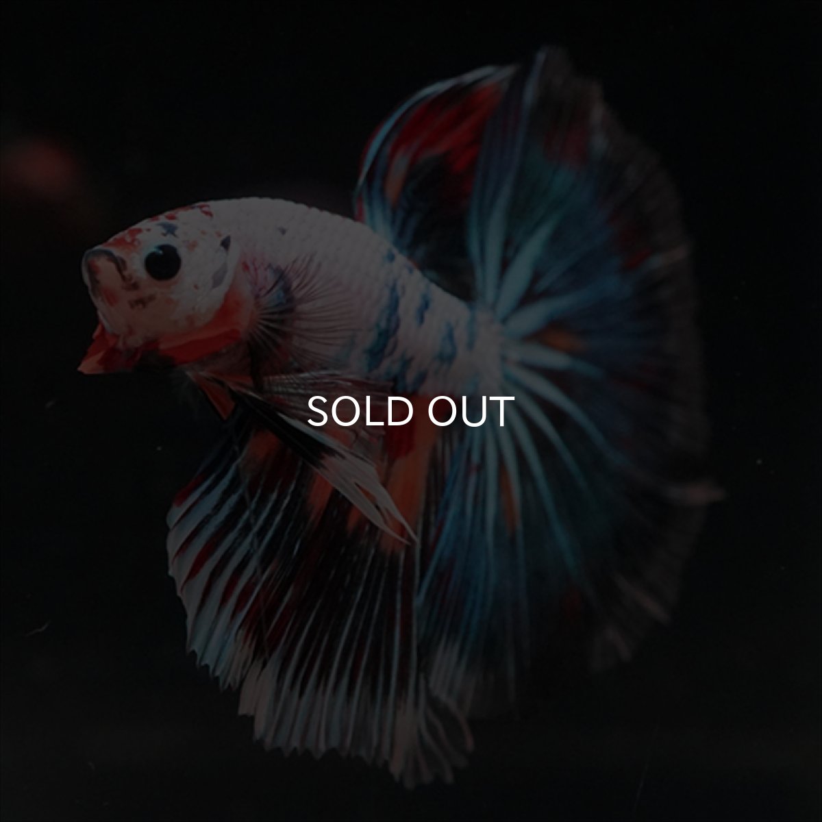 画像3: HM　キャンディレインボー (3)