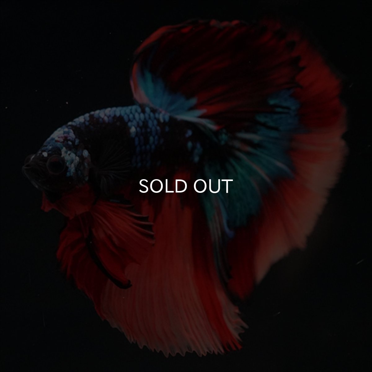 画像17: HM　ブラックキャンディ (17)