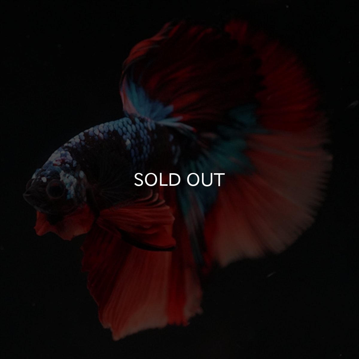 画像16: HM　ブラックキャンディ (16)