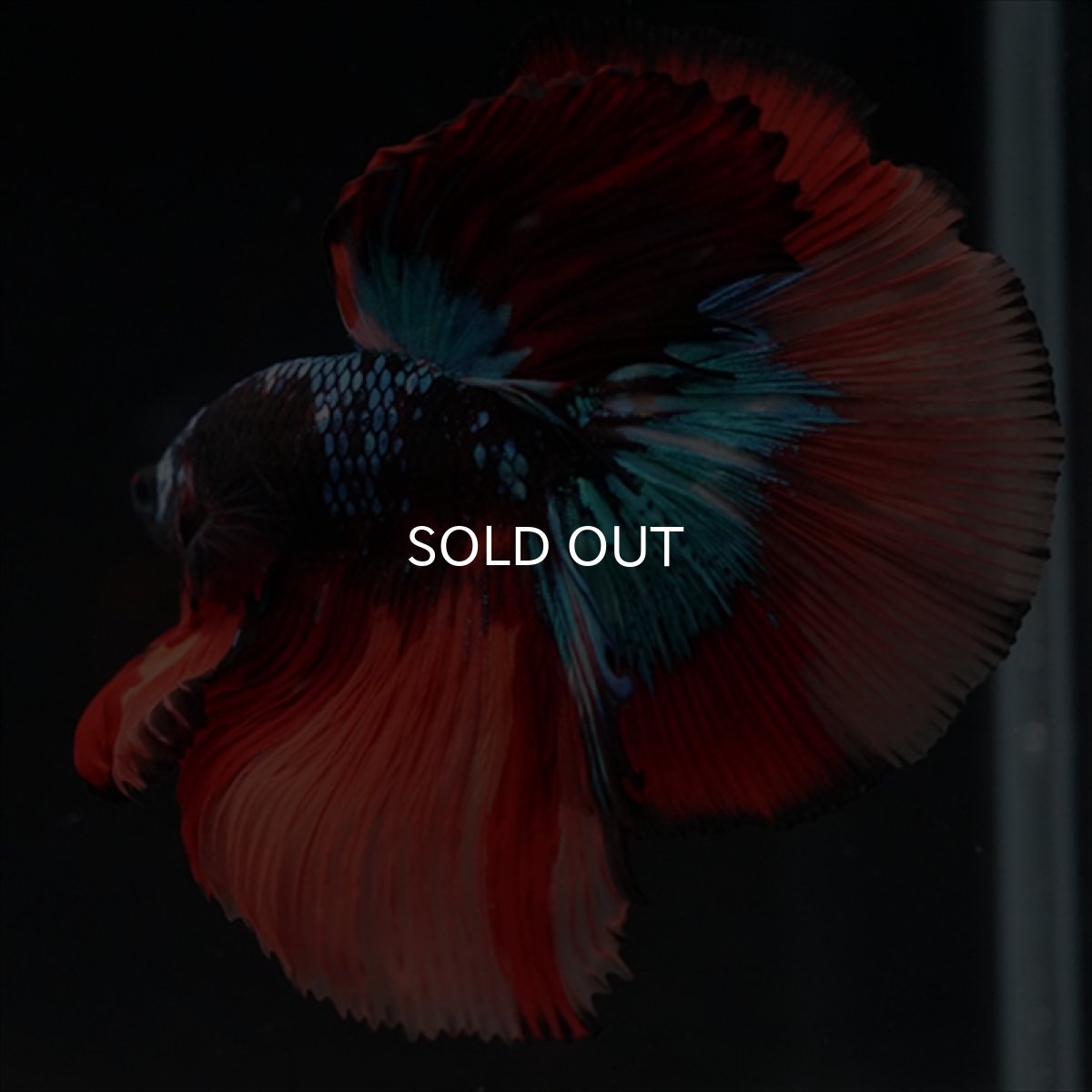 画像15: HM　ブラックキャンディ (15)