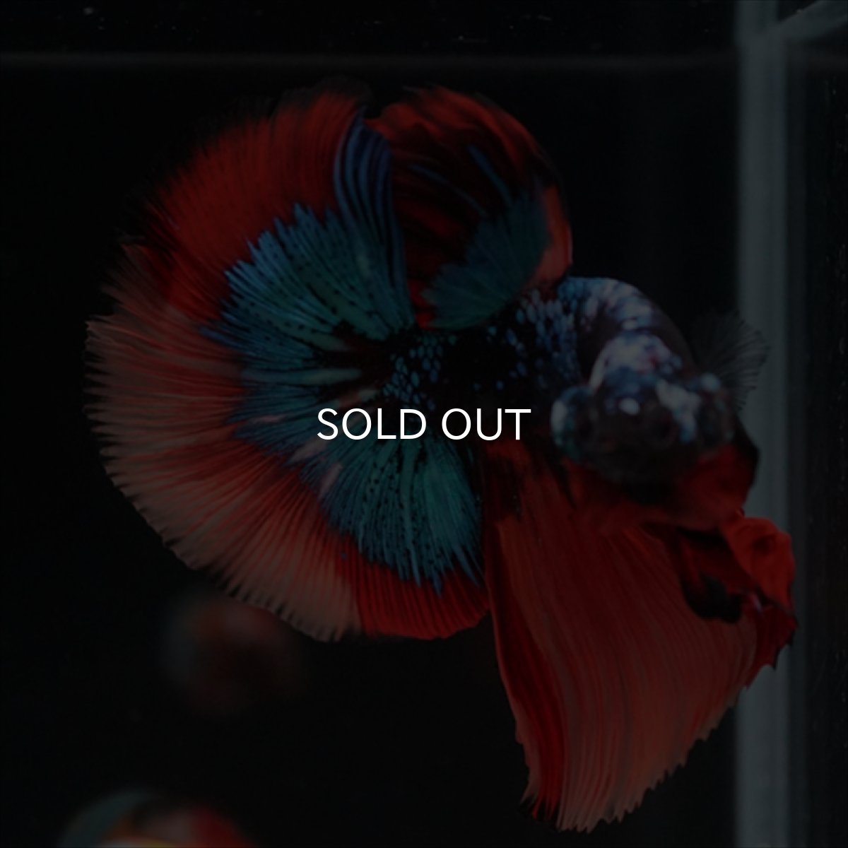 画像14: HM　ブラックキャンディ (14)