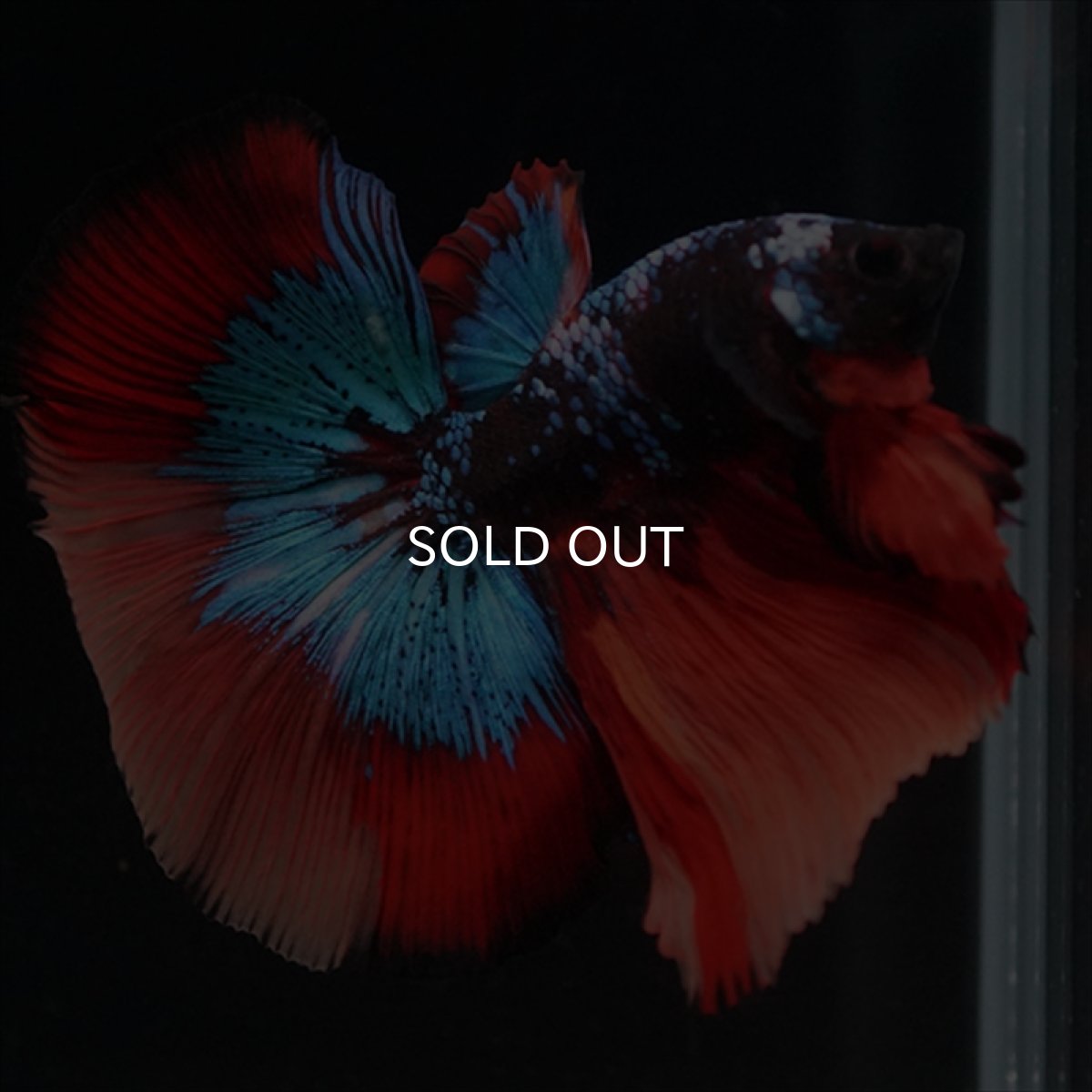 画像2: HM　ブラックキャンディ (2)