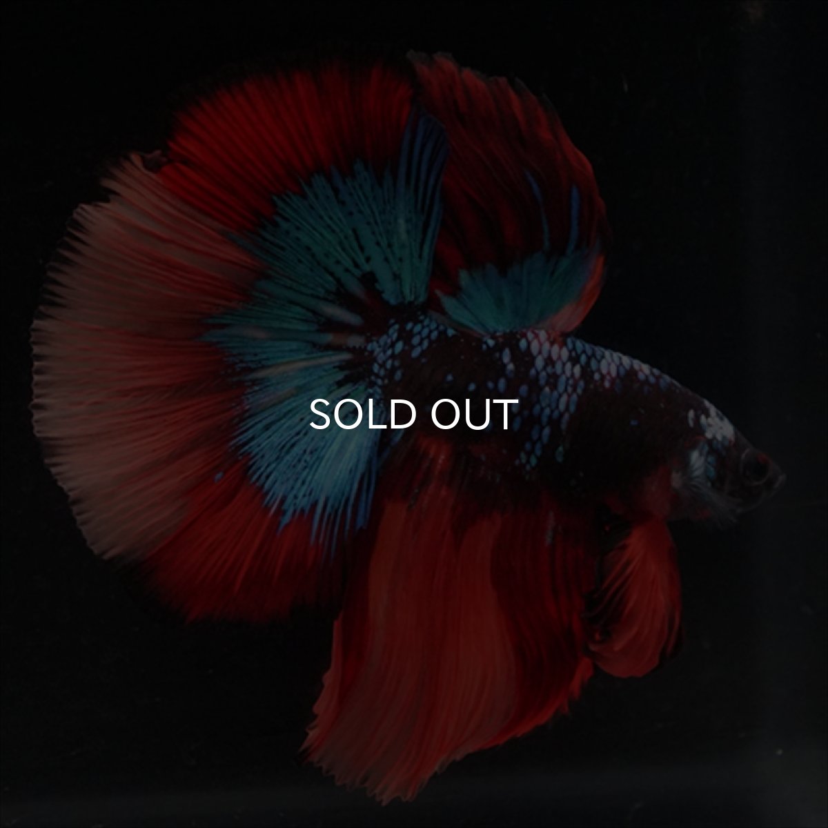 画像1: HM　ブラックキャンディ (1)