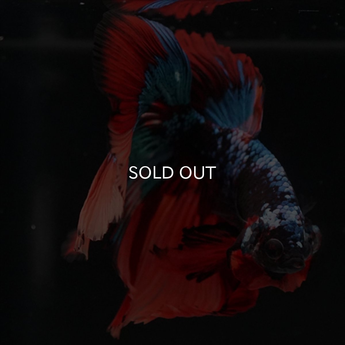 画像3: HM　ブラックキャンディ (3)