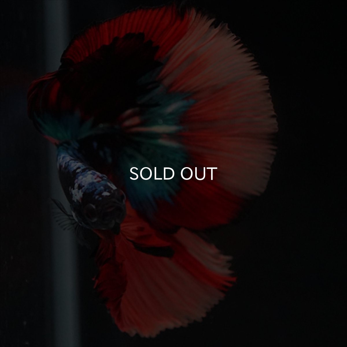 画像13: HM　ブラックキャンディ (13)