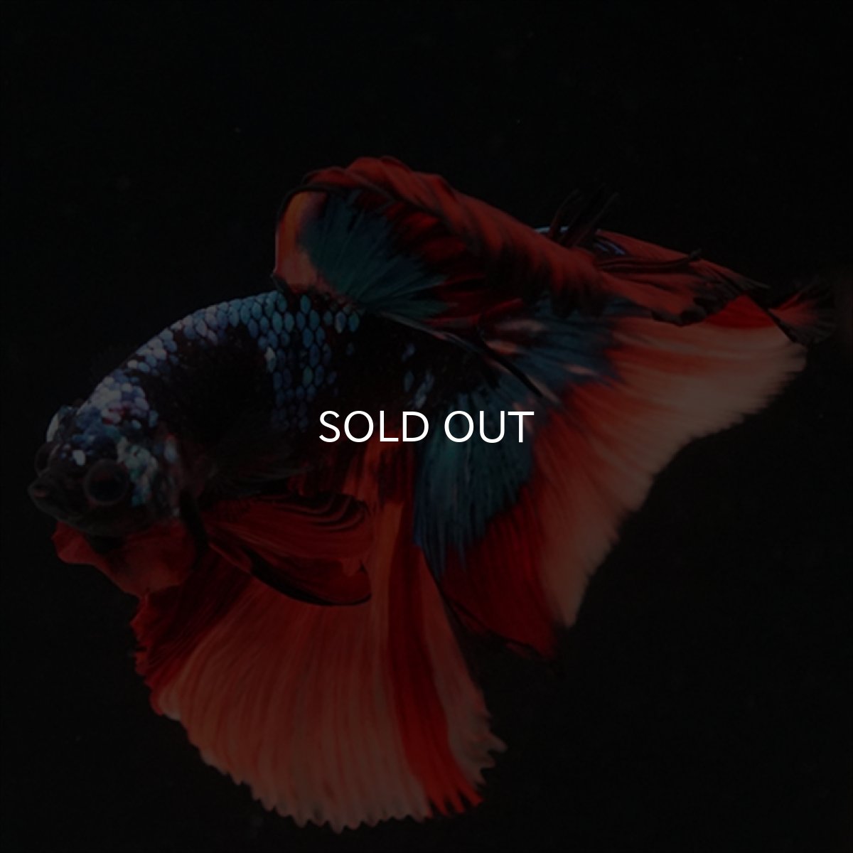 画像12: HM　ブラックキャンディ (12)