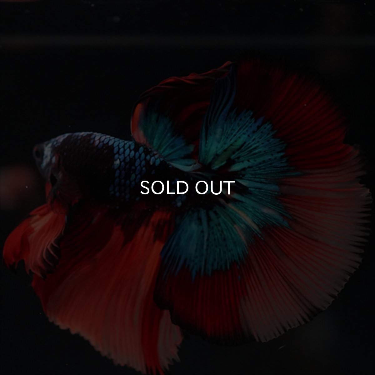 画像11: HM　ブラックキャンディ (11)