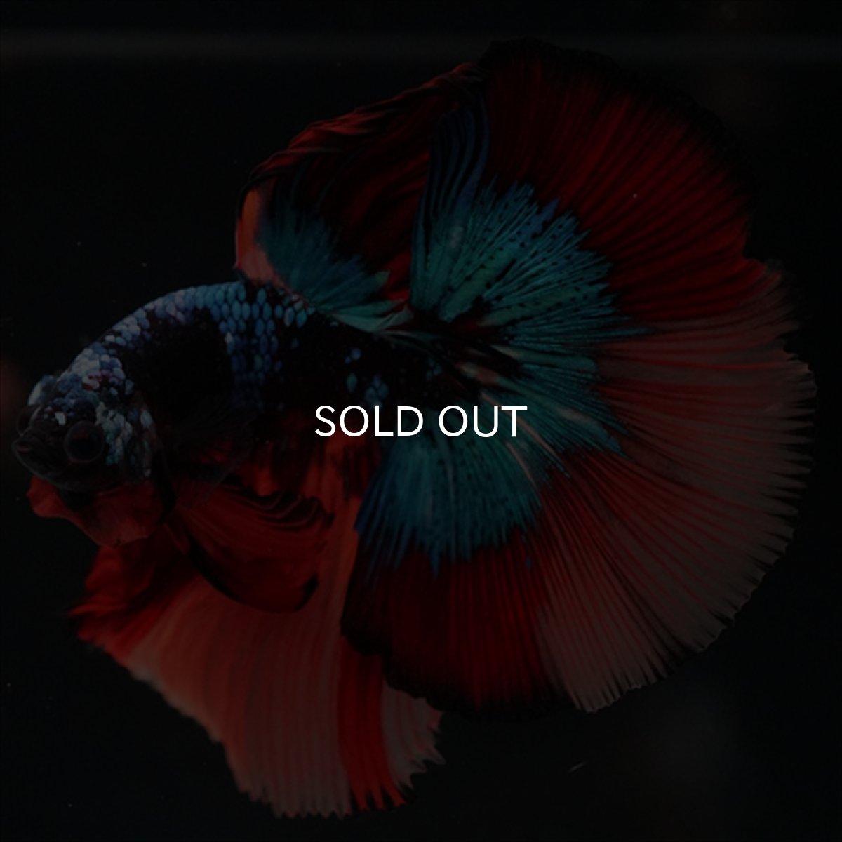 画像4: HM　ブラックキャンディ (4)