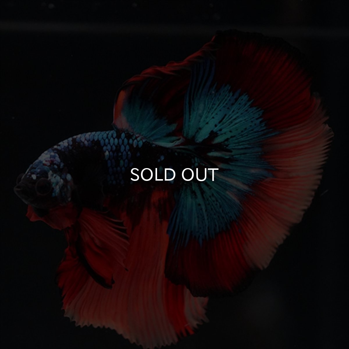 画像10: HM　ブラックキャンディ (10)