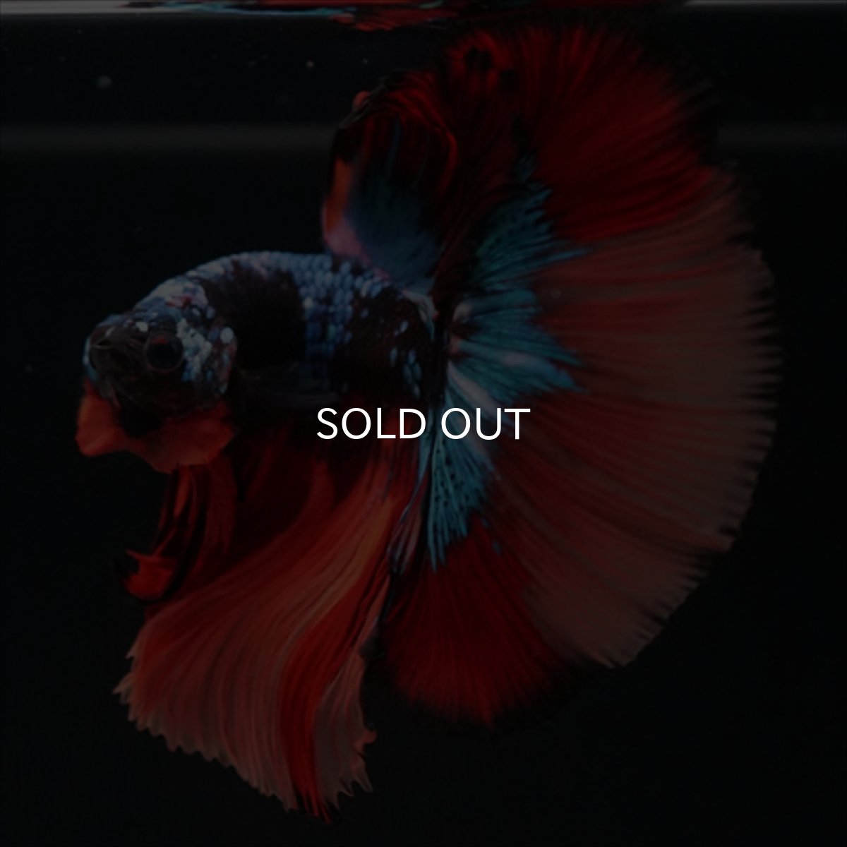 画像9: HM　ブラックキャンディ (9)