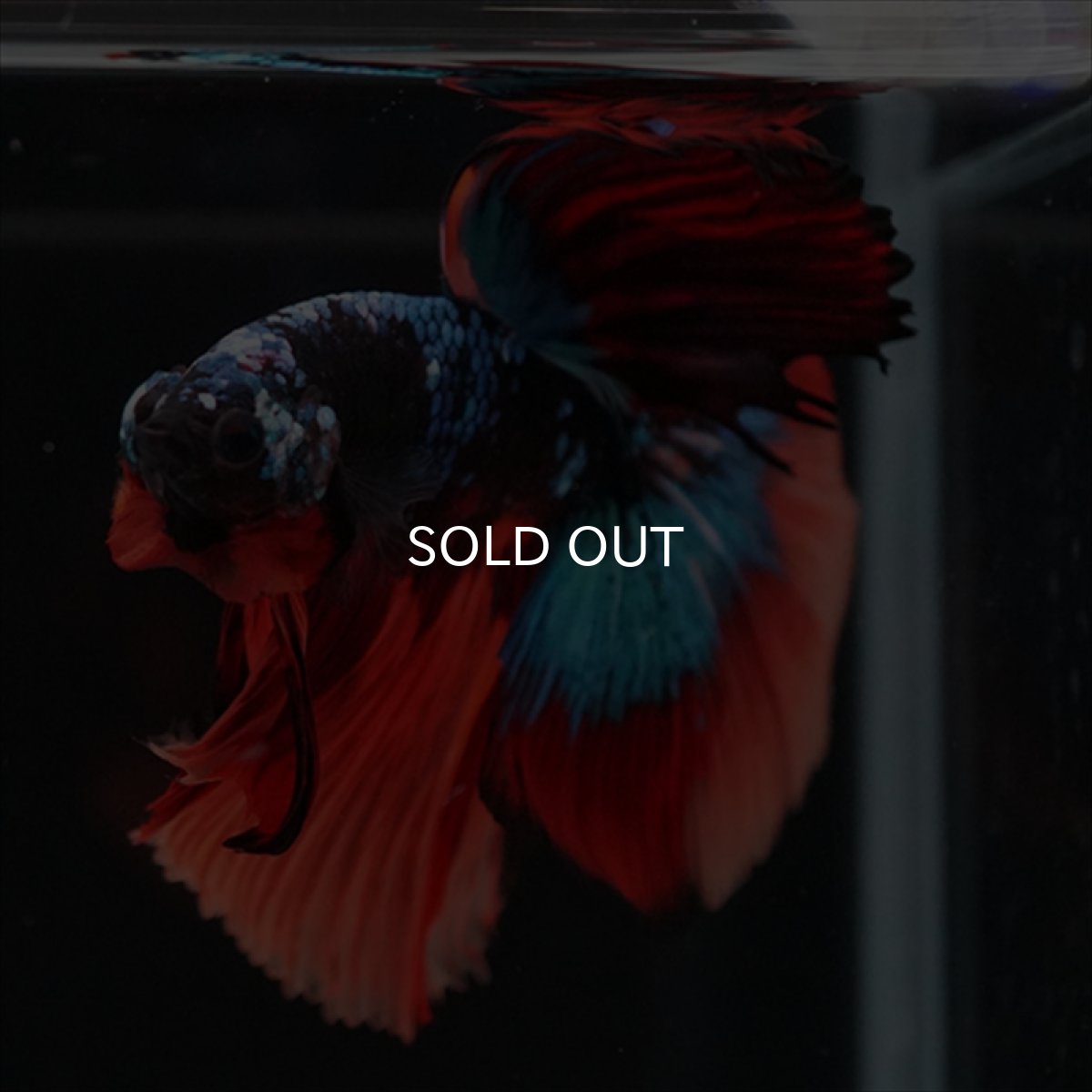 画像8: HM　ブラックキャンディ (8)