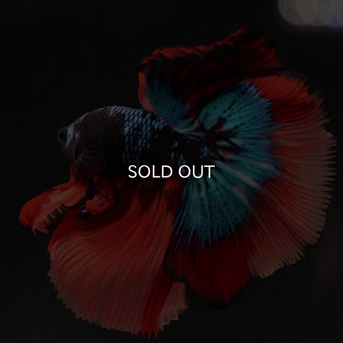 画像7: HM　ブラックキャンディ (7)