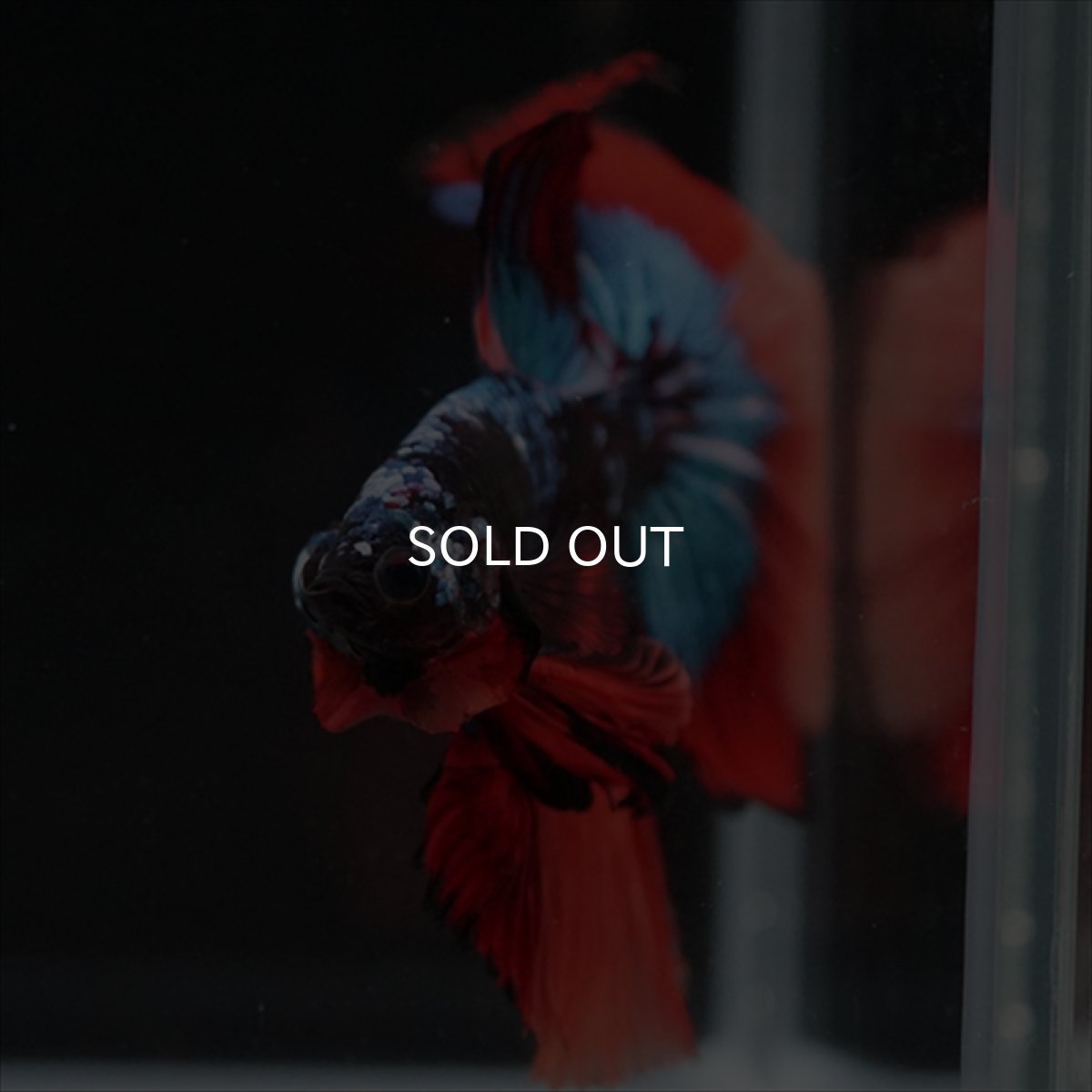 画像6: HM　ブラックキャンディ (6)