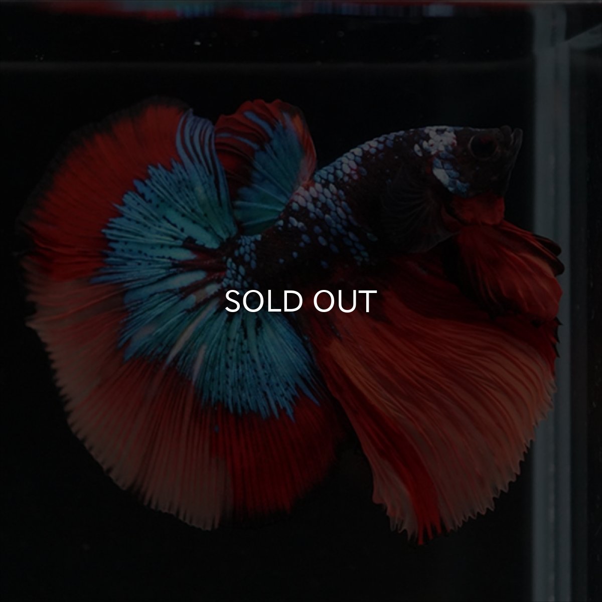 画像5: HM　ブラックキャンディ (5)