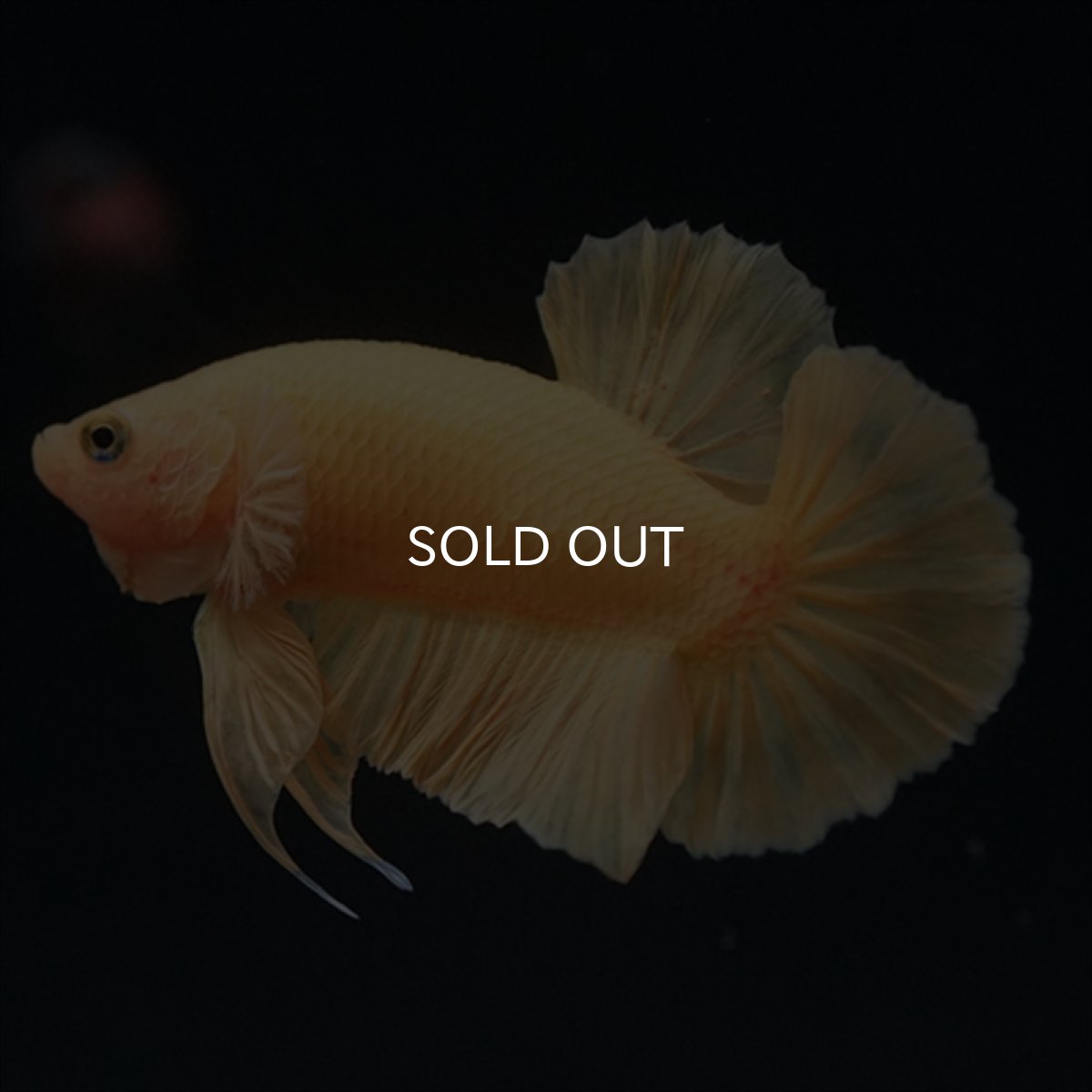 画像3: HMPK　ソリッドイエロー (3)