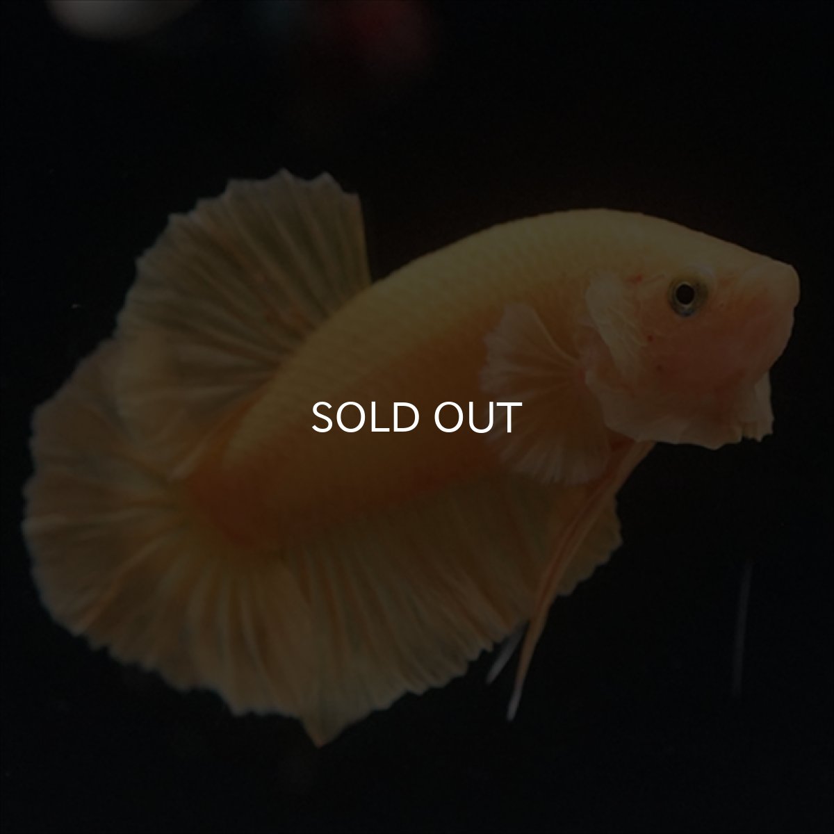 画像2: HMPK　ソリッドイエロー (2)