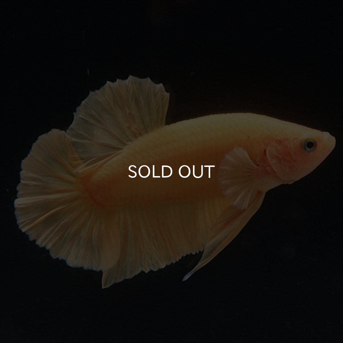 画像10: HMPK　ソリッドイエロー (10)