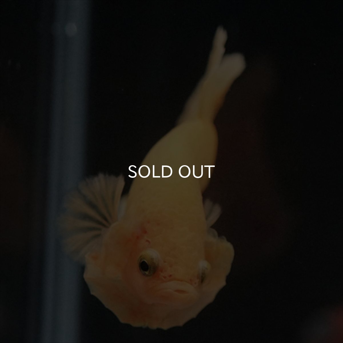 画像9: HMPK　ソリッドイエロー (9)