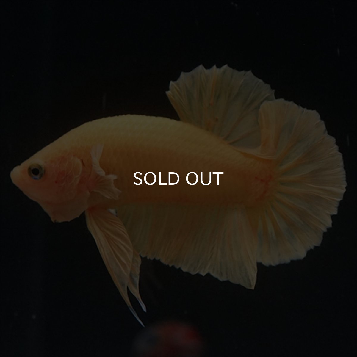 画像8: HMPK　ソリッドイエロー (8)