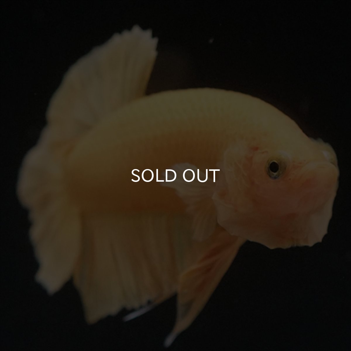 画像7: HMPK　ソリッドイエロー (7)